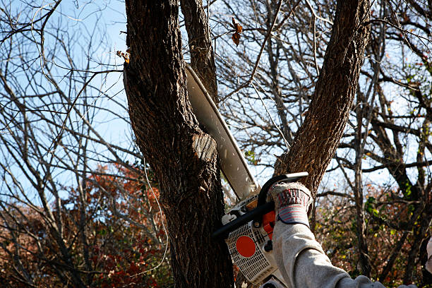 Trusted Commerce City, CO Tree Removal Services Experts